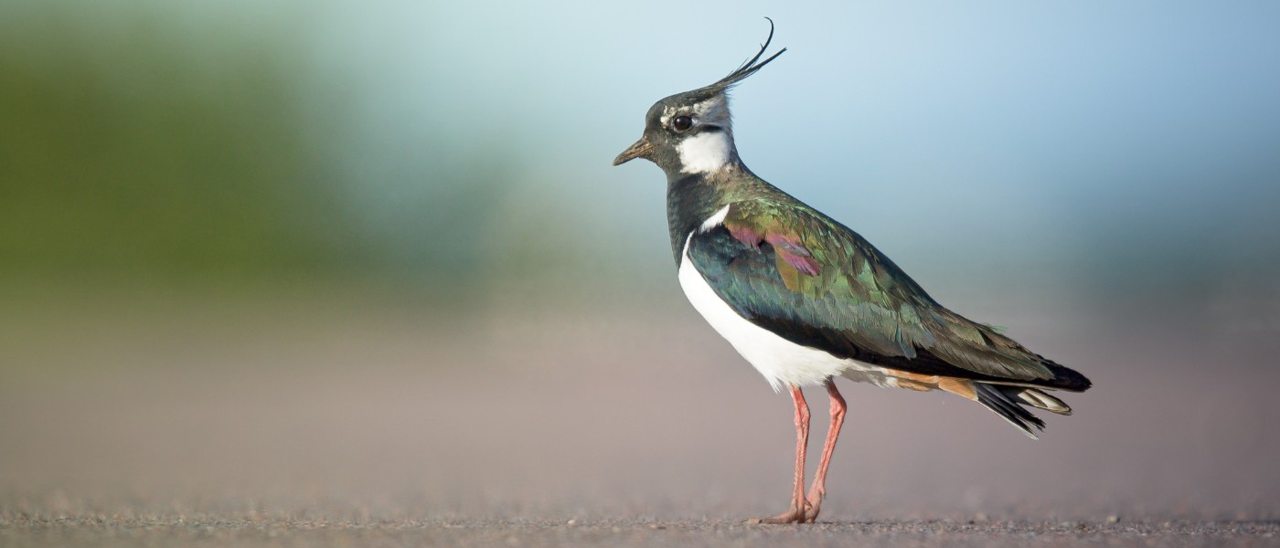 Suppen met Weidevogels
