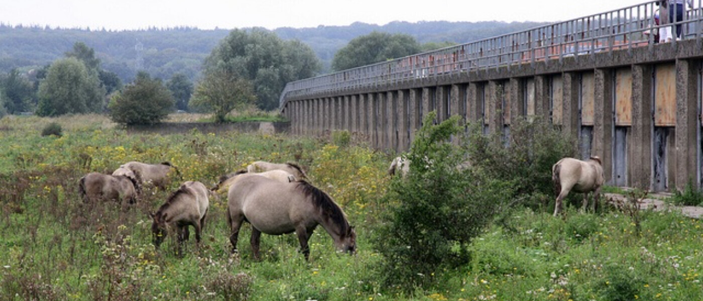 Wandeling Meinerswijk Arnhem